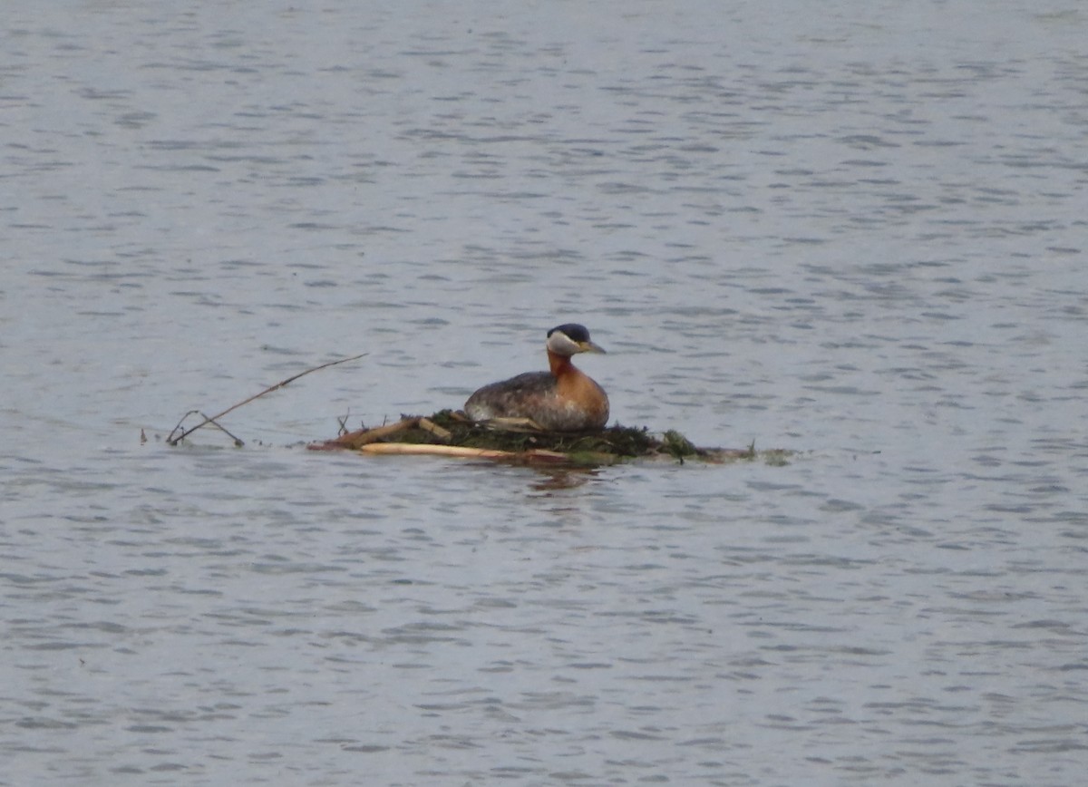 Red-necked Grebe - ML619600021