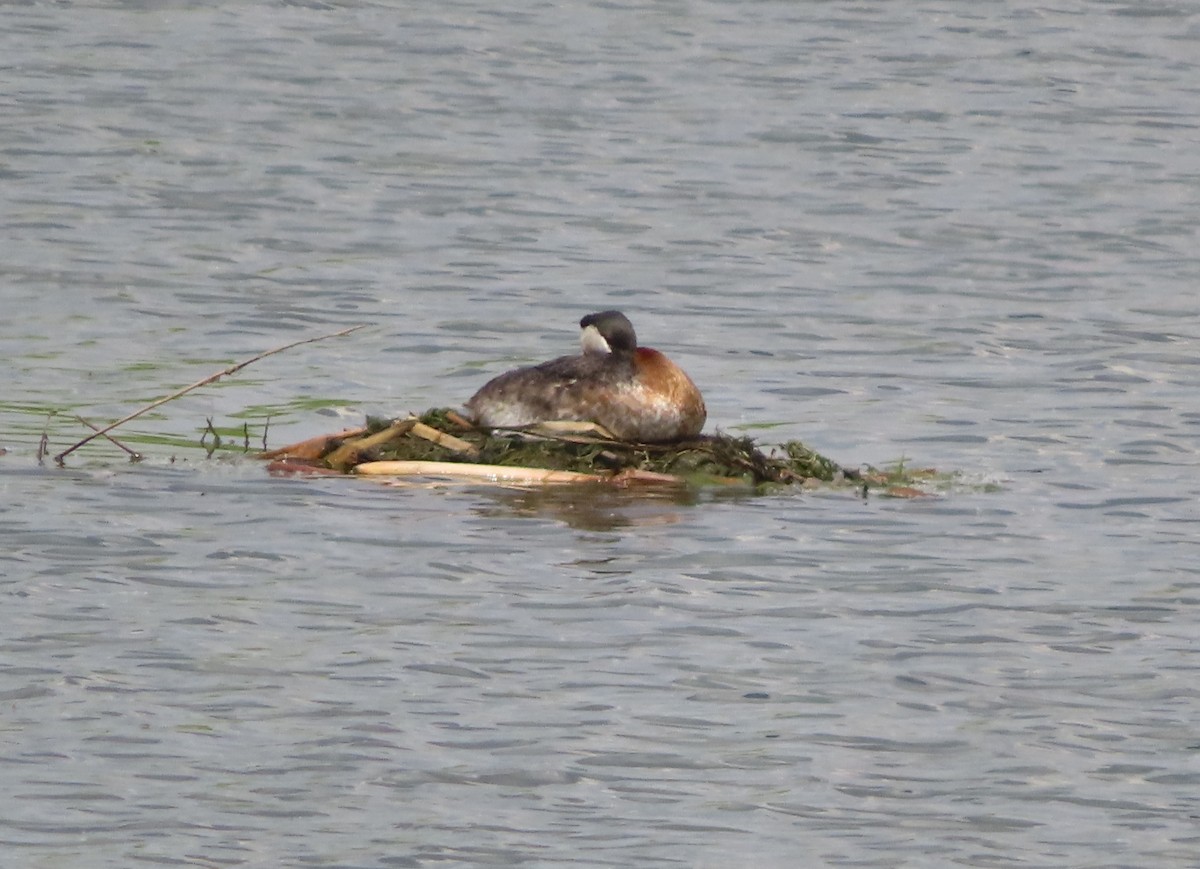 Red-necked Grebe - ML619600026