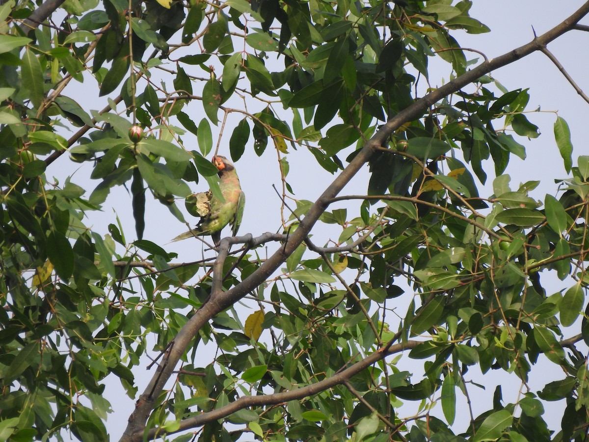 Gül Göğüslü Yeşil Papağan - ML619600041