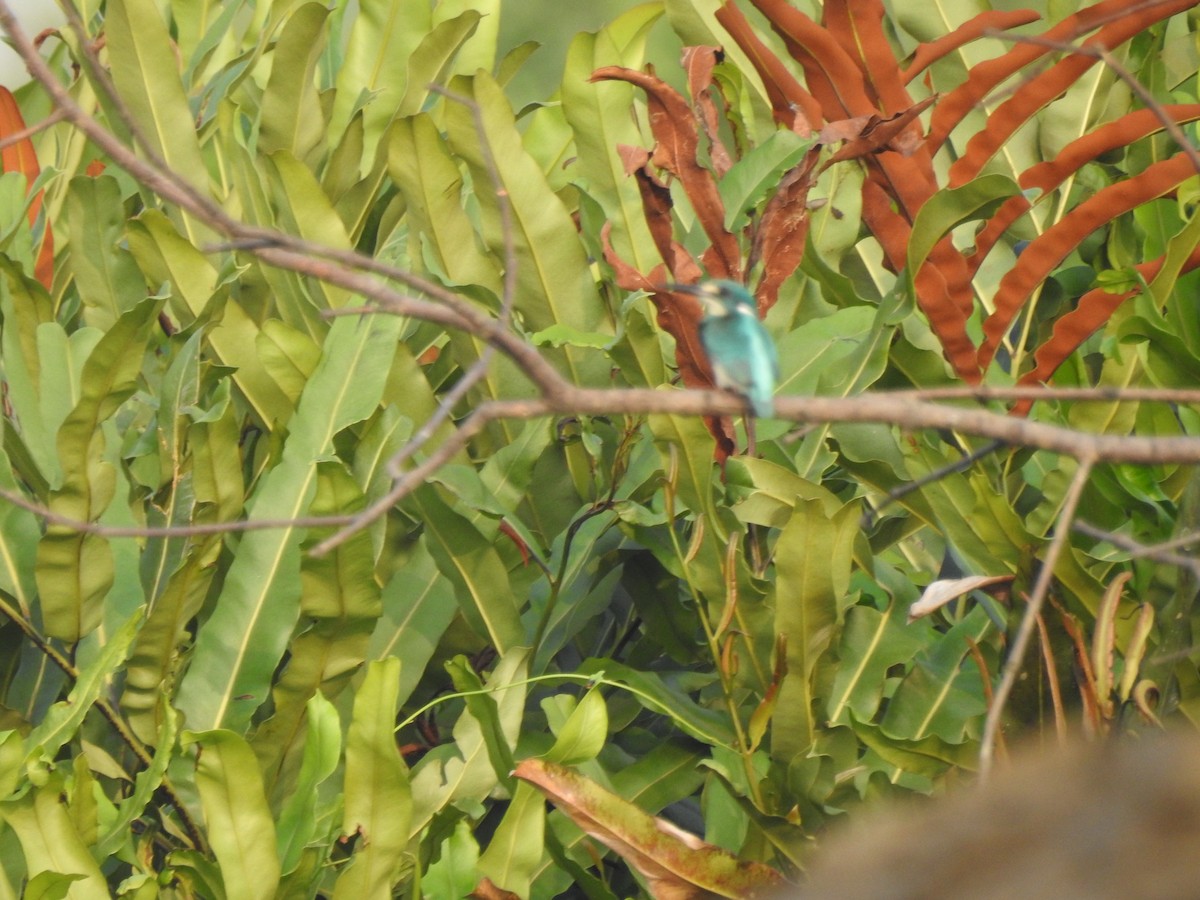 Small Blue Kingfisher - ML619600046