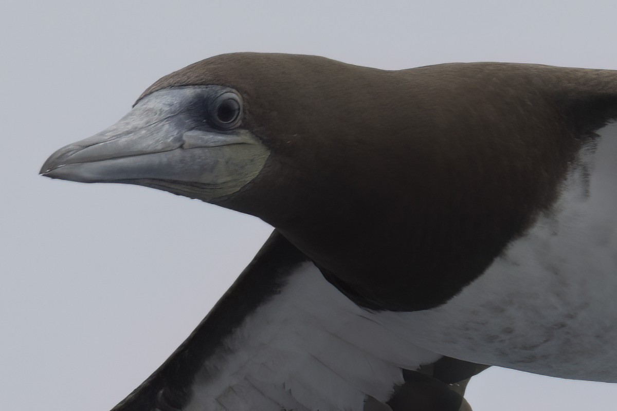Brown Booby - ML619600083