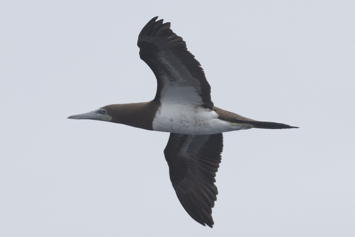 Brown Booby - ML619600085
