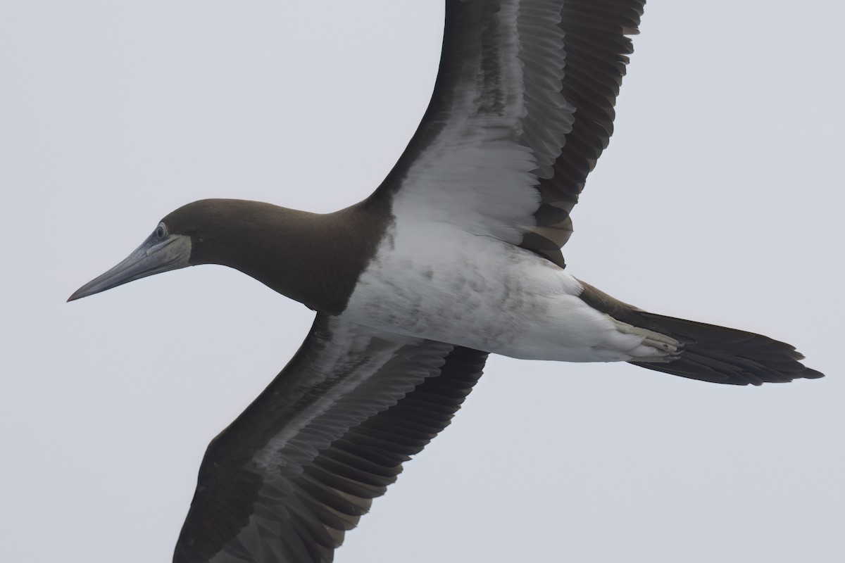 Brown Booby - ML619600087