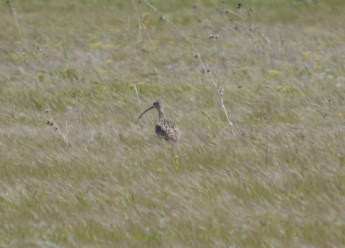 Long-billed Curlew - ML619600091