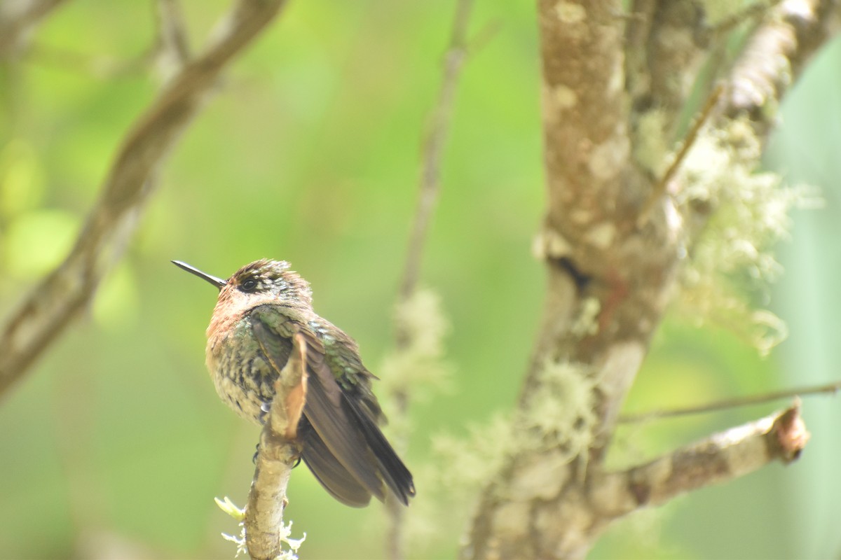 kolibřík dřišťálový (ssp. districta) - ML619600116