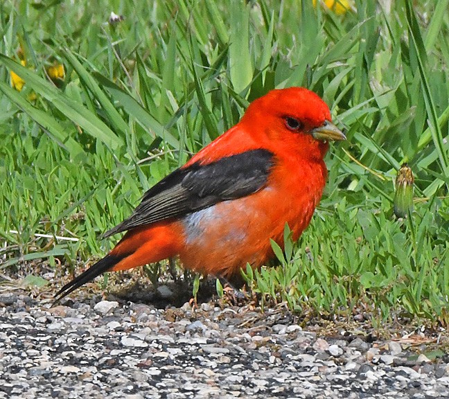 Scarlet Tanager - ML619600155