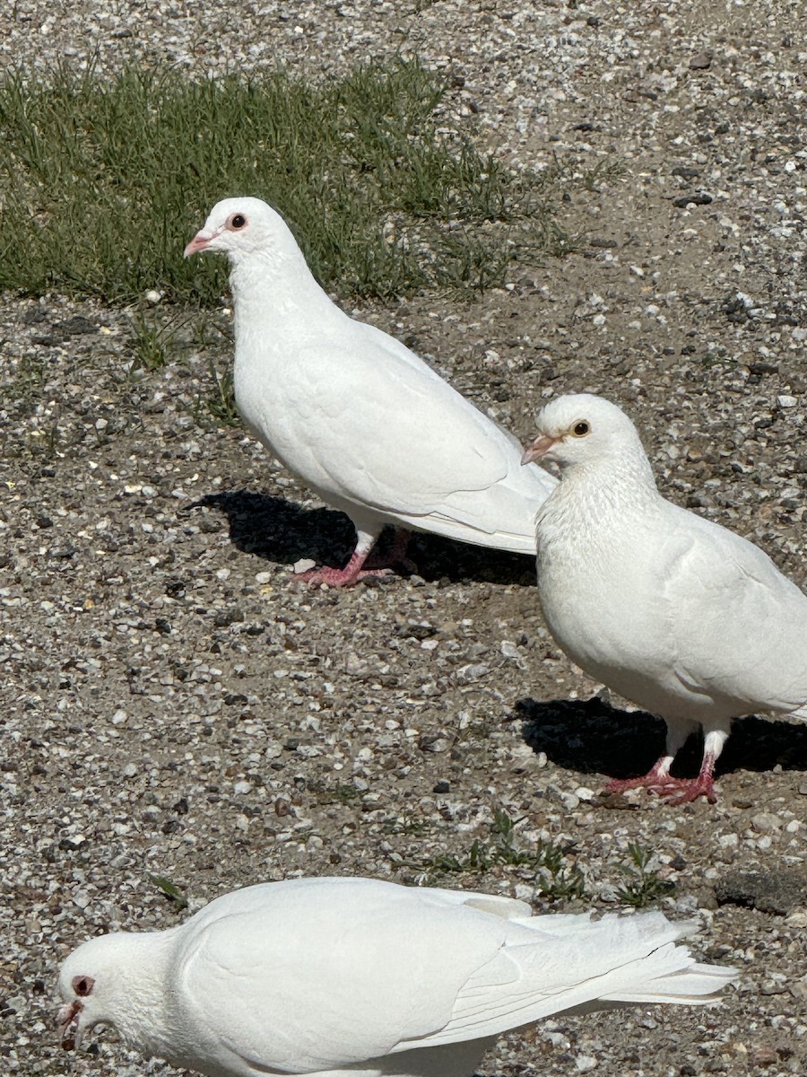 Сизый голубь (Одомашненного типа) - ML619600165