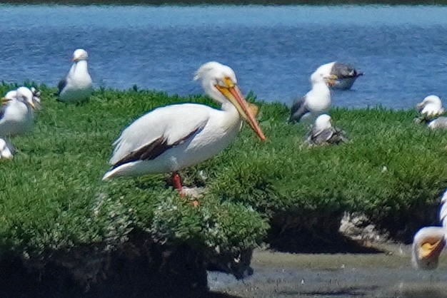 pelikán severoamerický - ML619600178