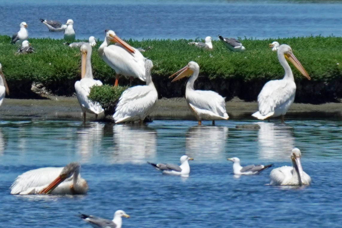 pelikán severoamerický - ML619600181