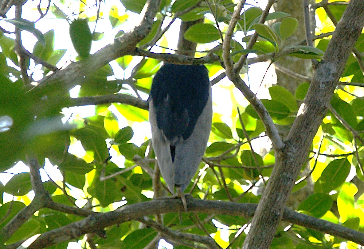 Black-crowned Night Heron - ML619600190