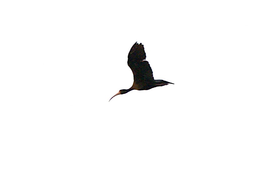 ibis tmavý - ML619600207