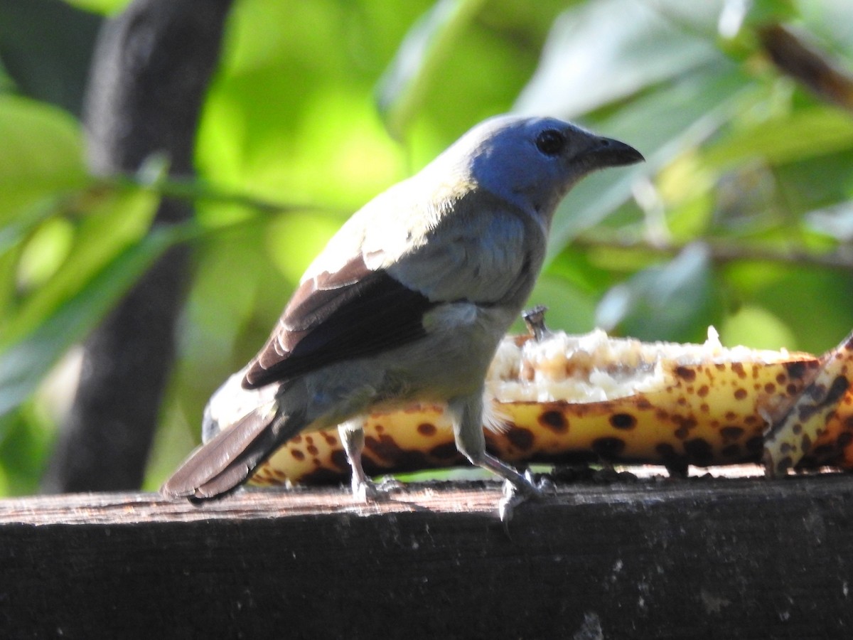 Yellow-winged Tanager - ML619600269