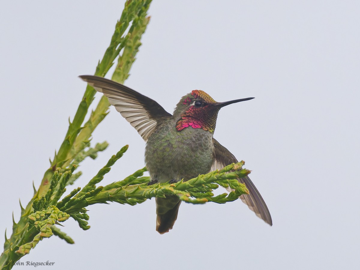 Anna's Hummingbird - ML619600272