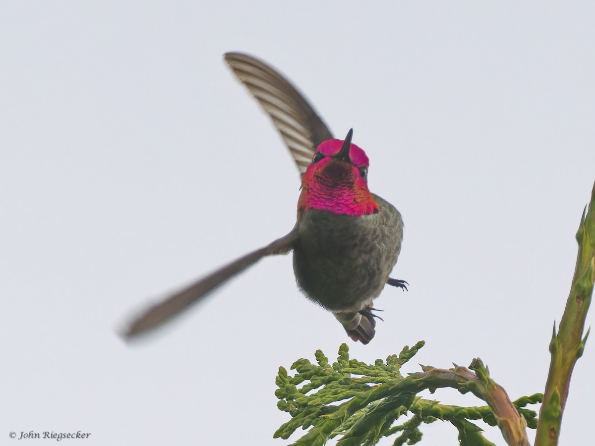 Anna's Hummingbird - ML619600277