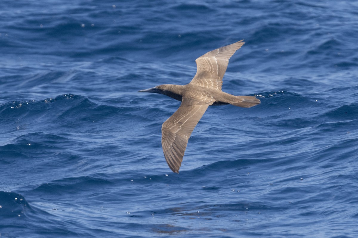 Brown Booby - ML619600287