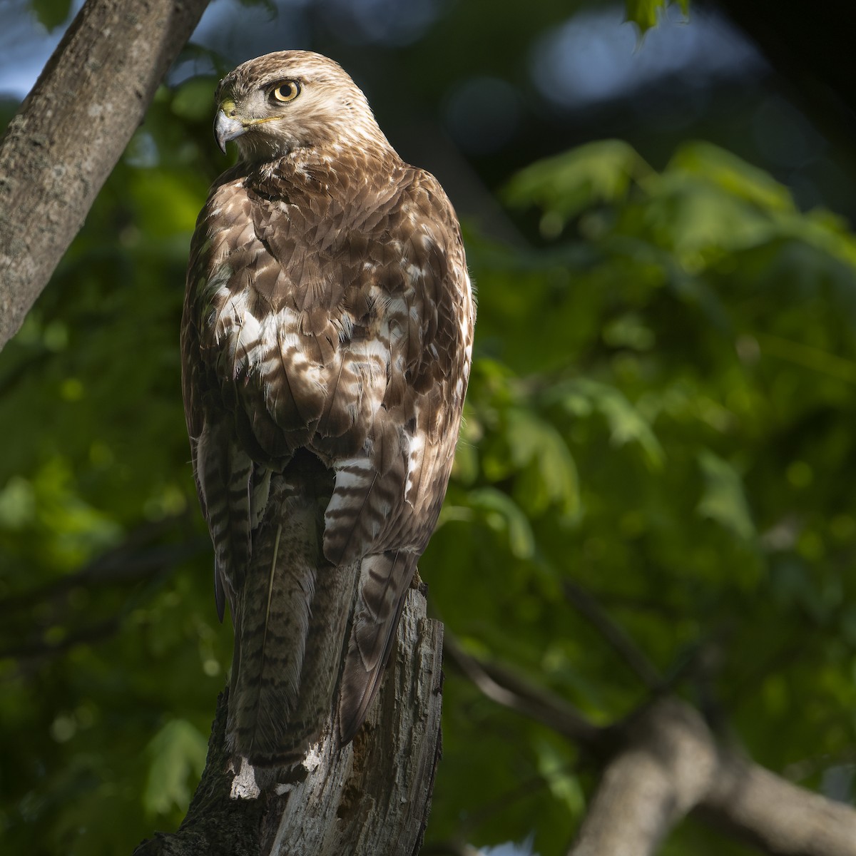 Red-tailed Hawk - ML619600317