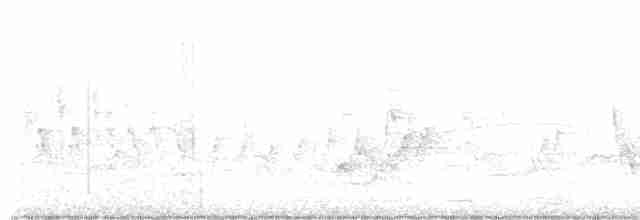 Очковая хвойница - ML619600423