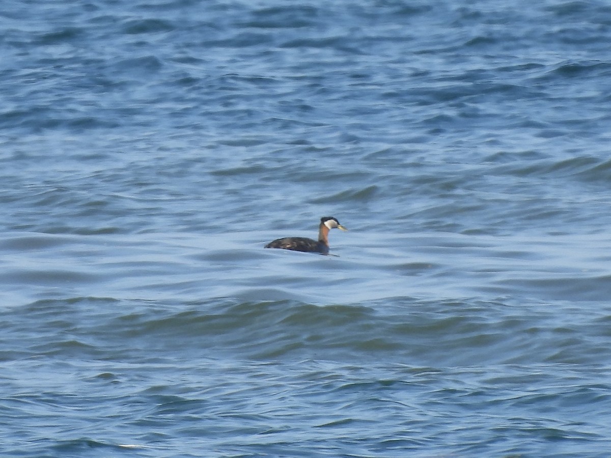 Red-necked Grebe - ML619600427