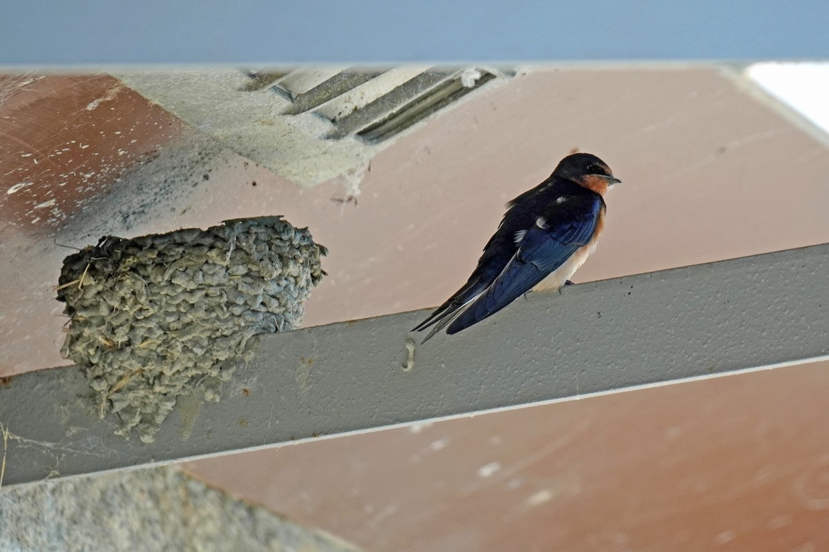 Barn Swallow - ML619600430
