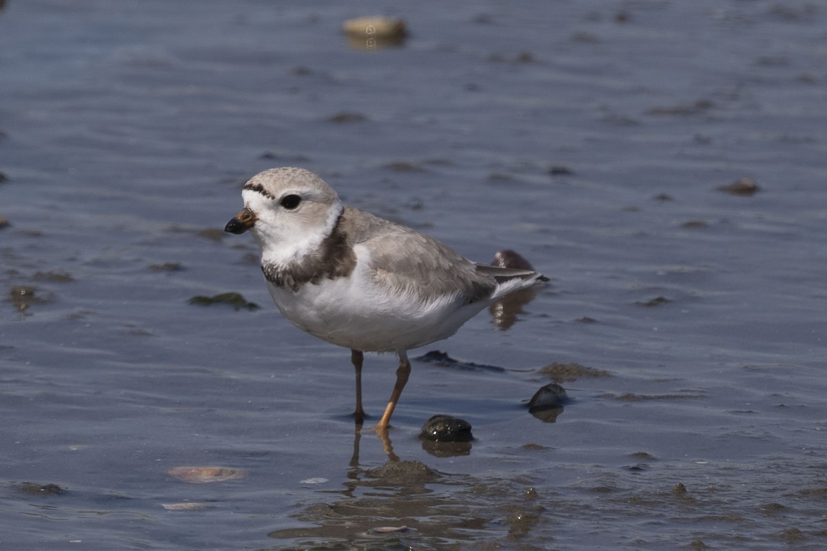 Piping Plover - ML619600448