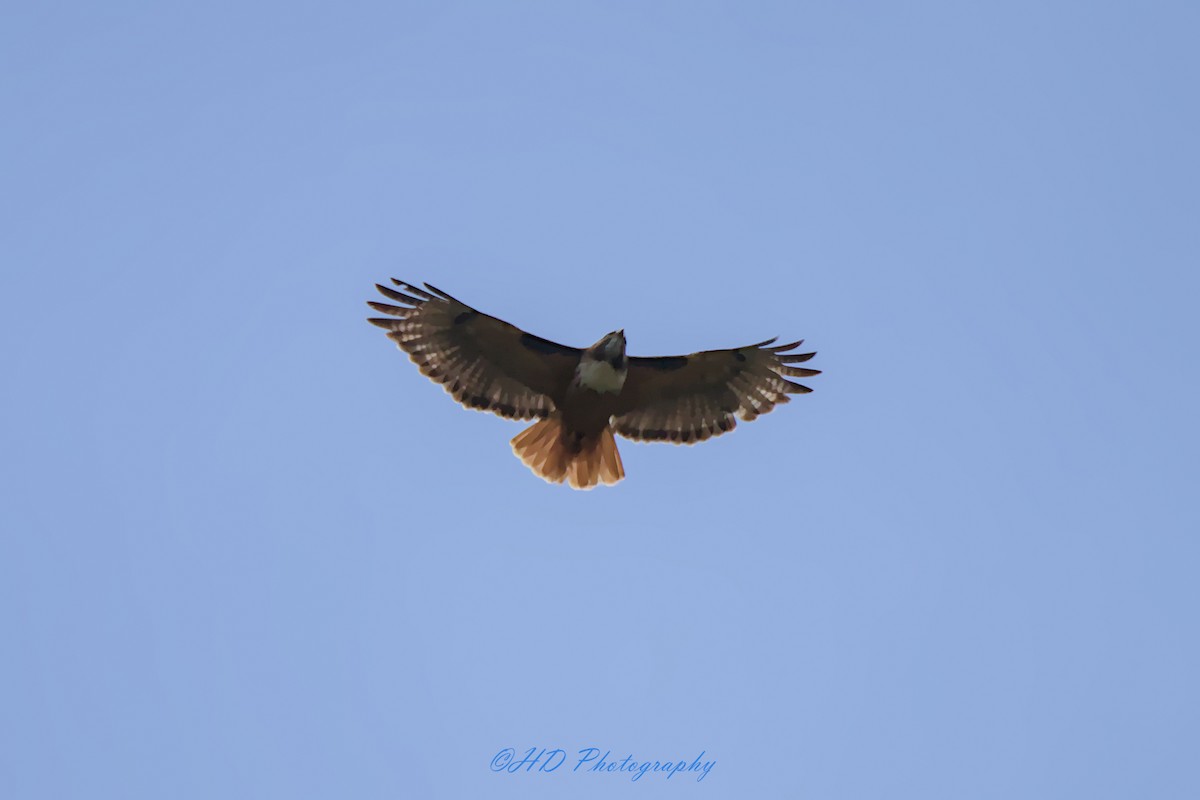 Red-tailed Hawk - ML619600452