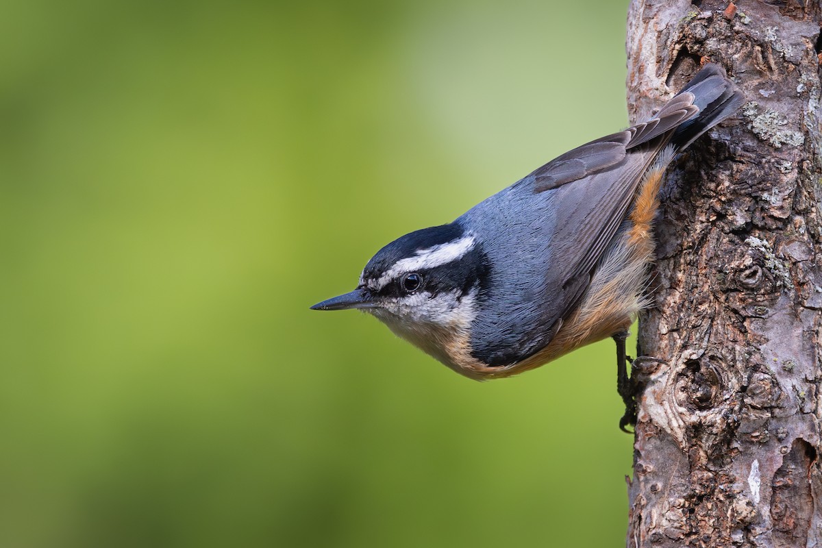 Red-breasted Nuthatch - ML619600542