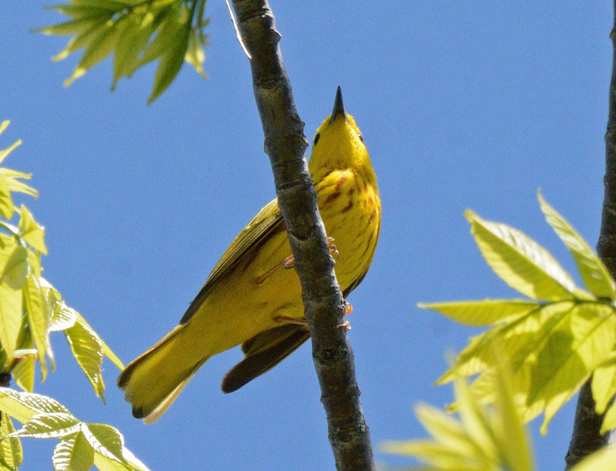 Yellow Warbler (Northern) - ML619600609