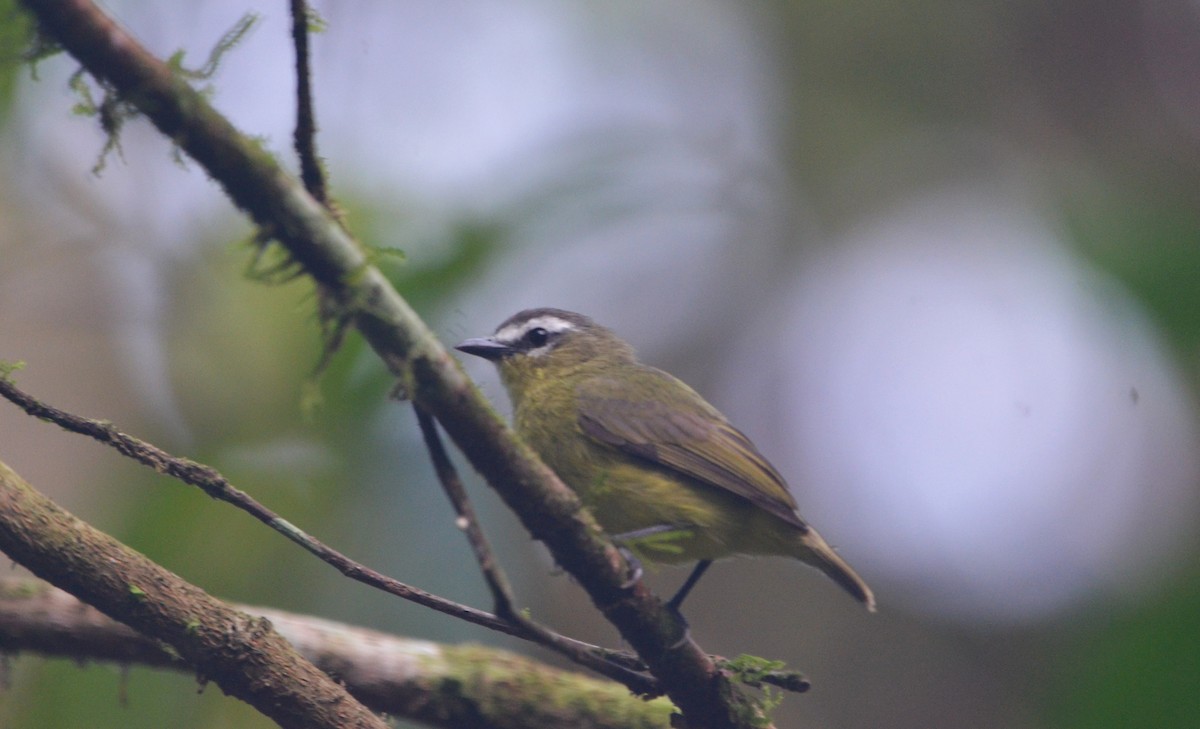 Brown-capped Tyrannulet - ML619600696