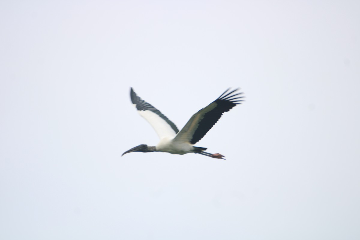 Wood Stork - ML619600698