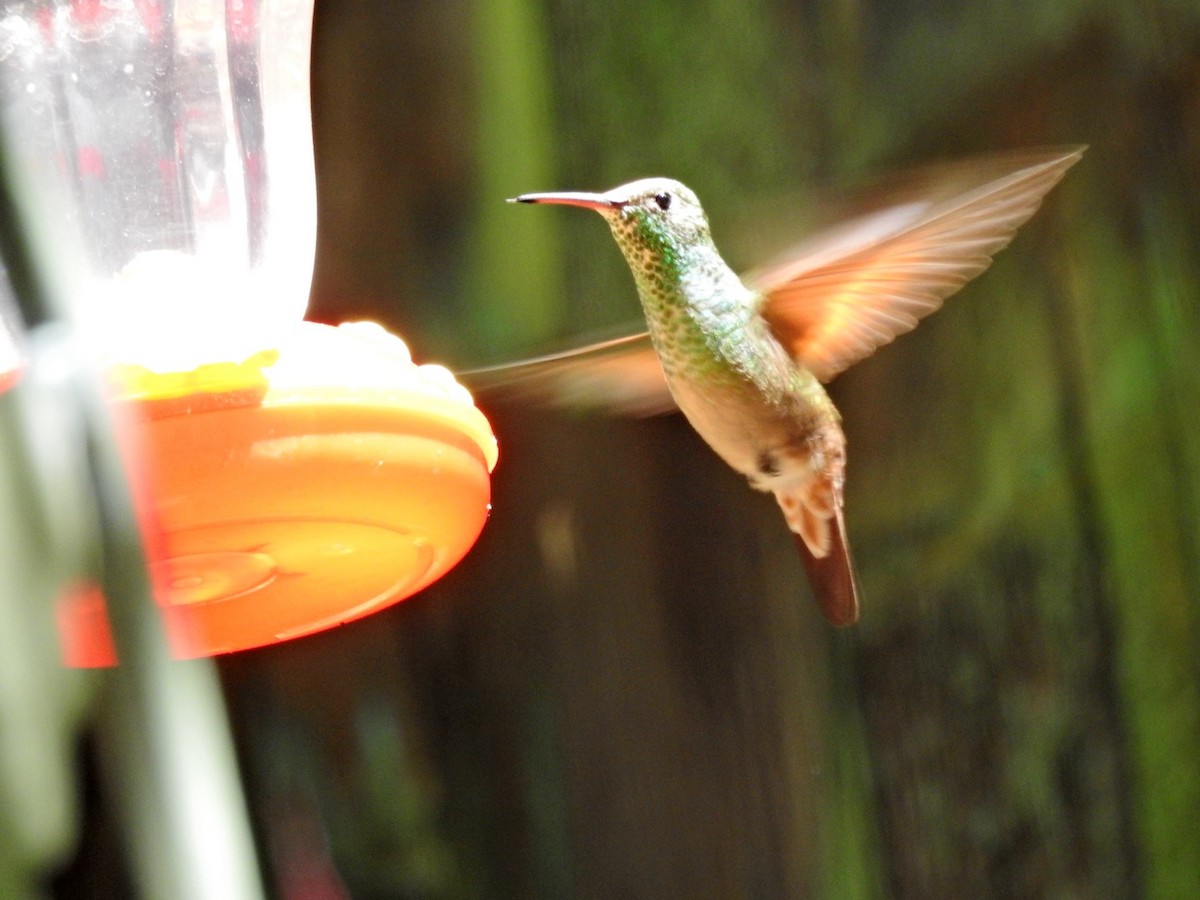 kolibřík mexický - ML619600738