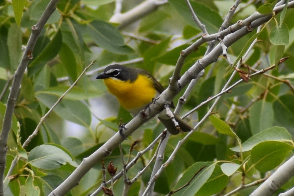 Yellow-breasted Chat - ML619600745