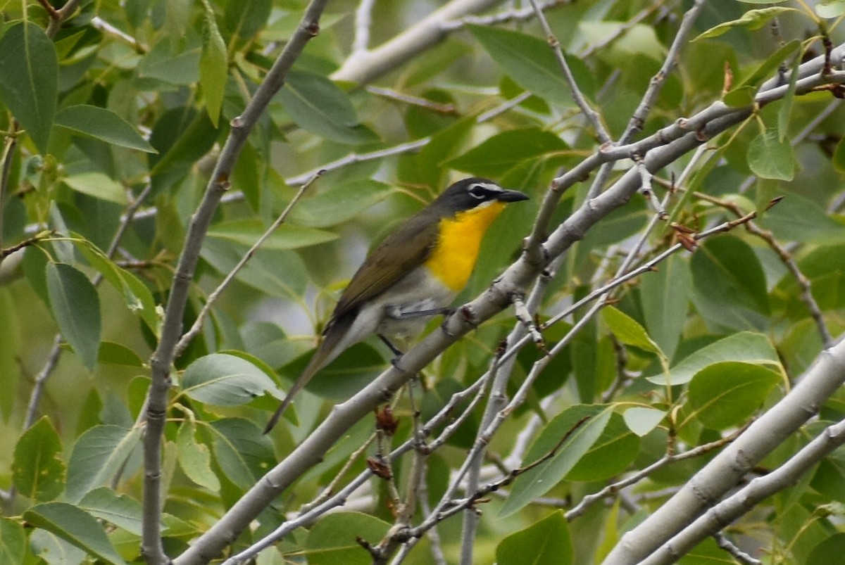 Yellow-breasted Chat - ML619600746