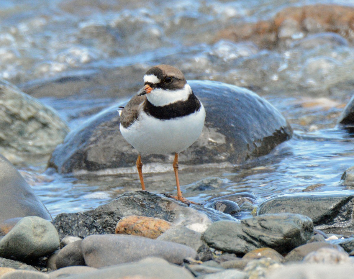 Semipalmated Plover - ML619600754
