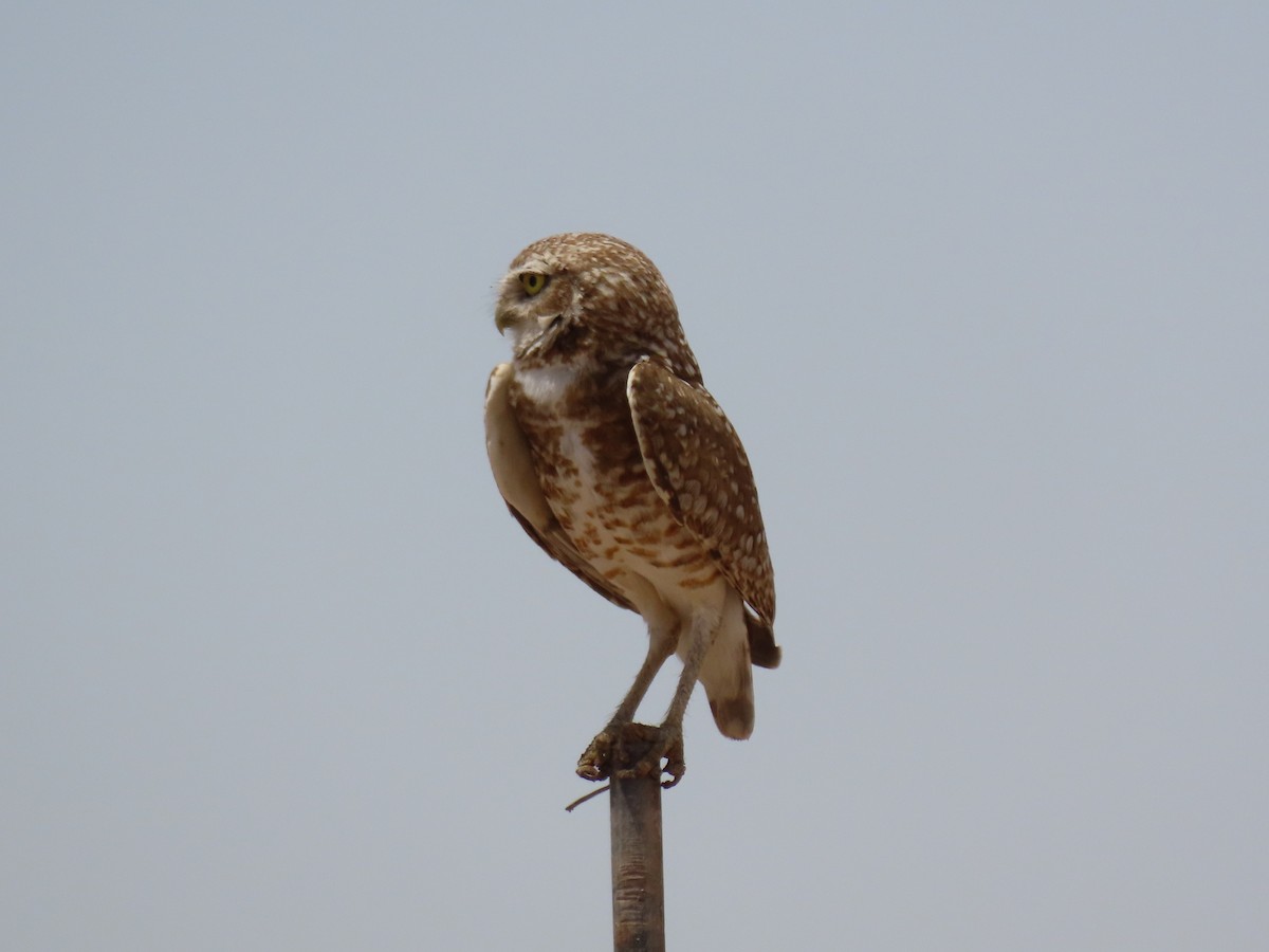 Burrowing Owl - ML619600834