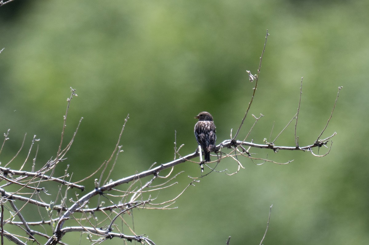 Black-throated Gray Warbler - ML619600854
