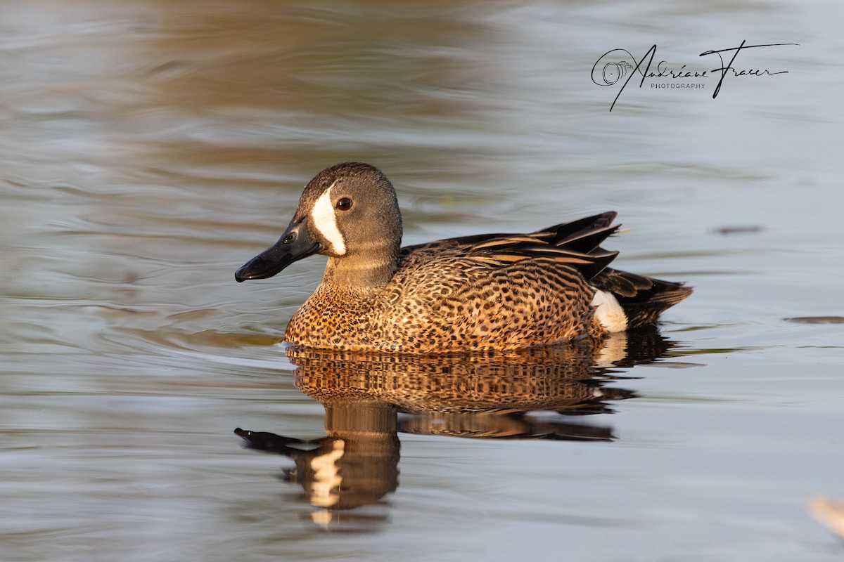 Blue-winged Teal - ML619600862