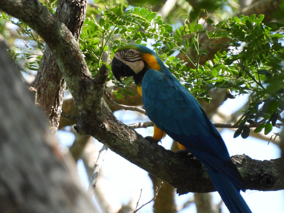 Blue-and-yellow Macaw - ML619600877