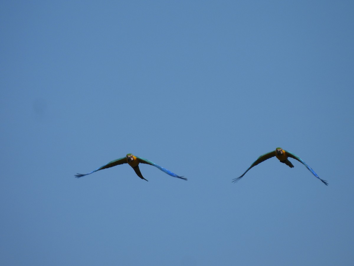 Blue-and-yellow Macaw - ML619600883