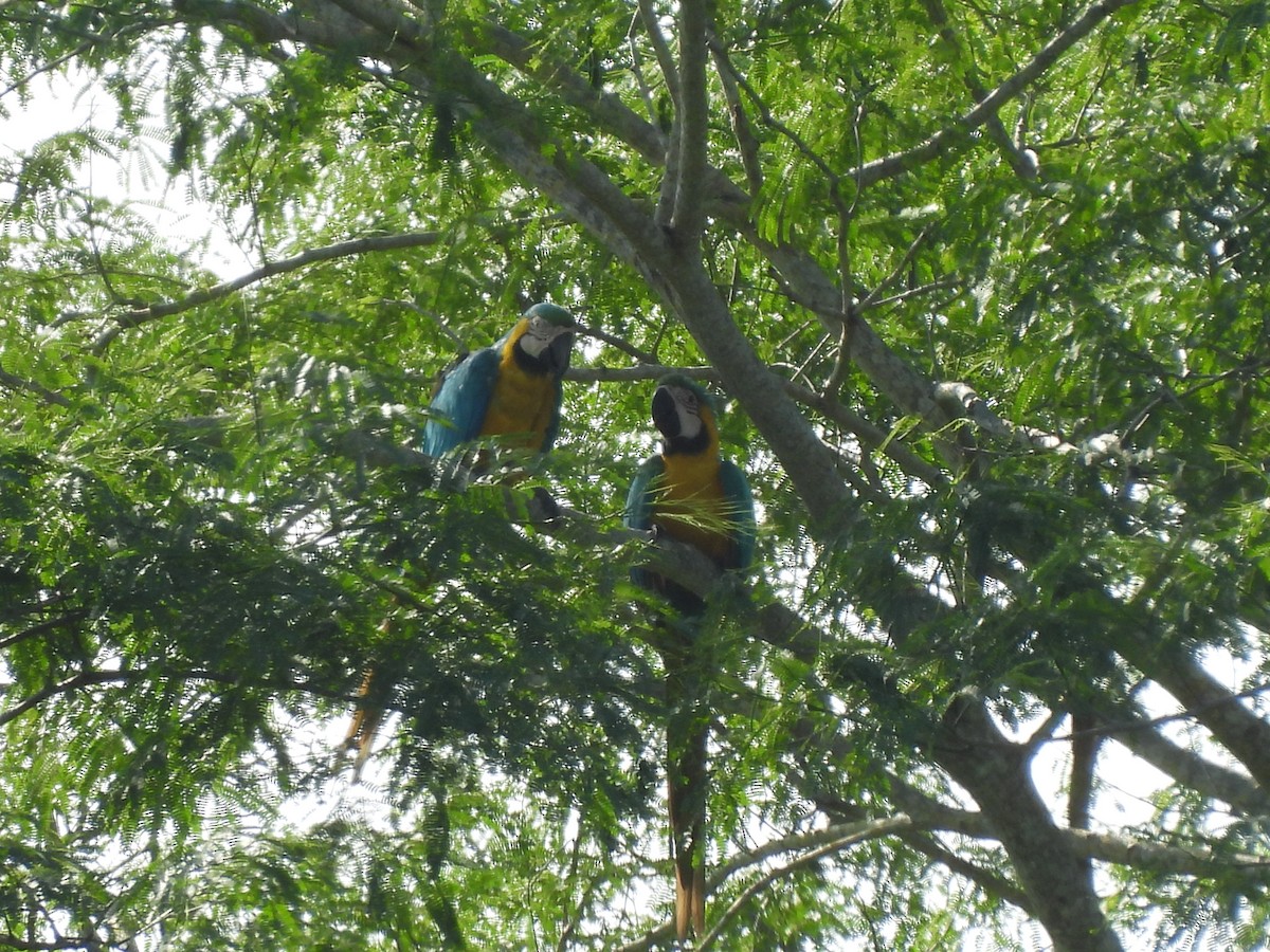 Blue-and-yellow Macaw - ML619600886