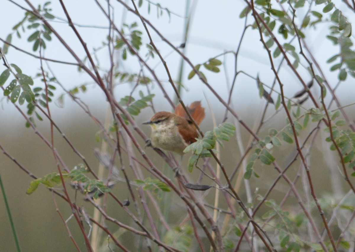 Yellow-chinned Spinetail - ML619600898
