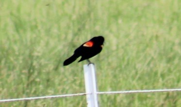 Red-winged Blackbird - ML619600918