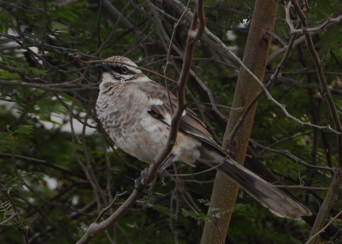 Long-tailed Mockingbird - ML619601065