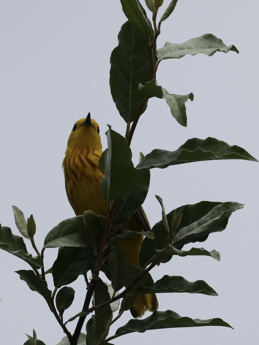 Yellow Warbler - ML619601085