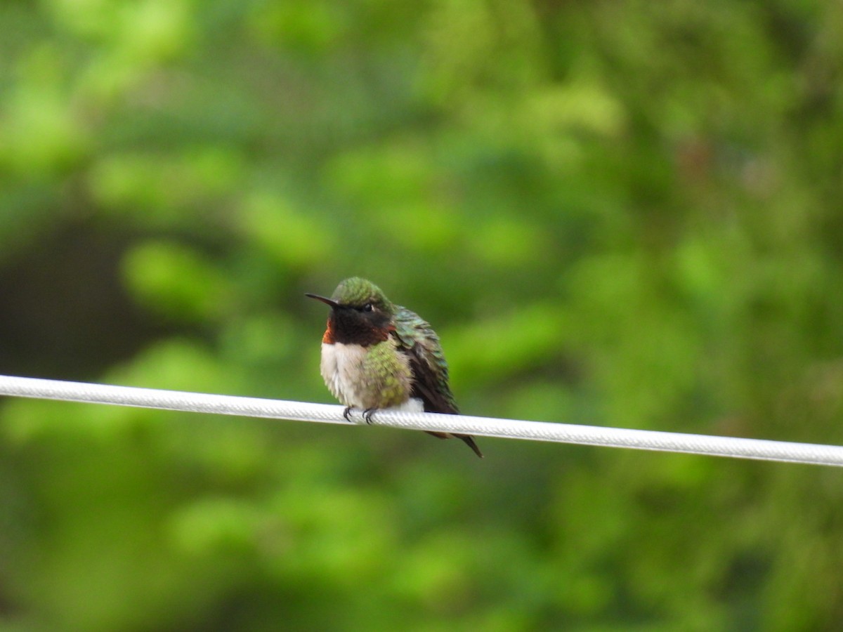Ruby-throated Hummingbird - ML619601179