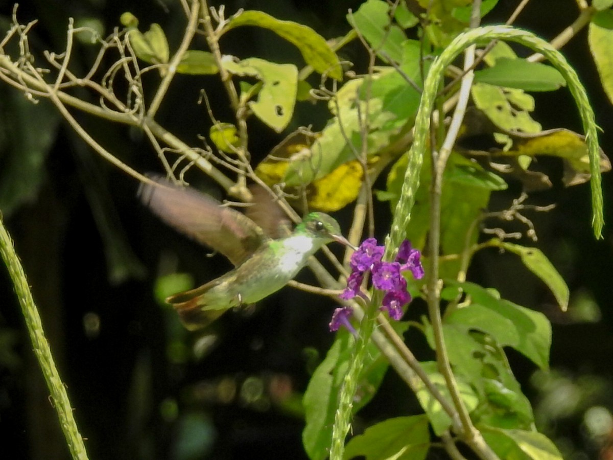 kolibřík helikóniový - ML619601224