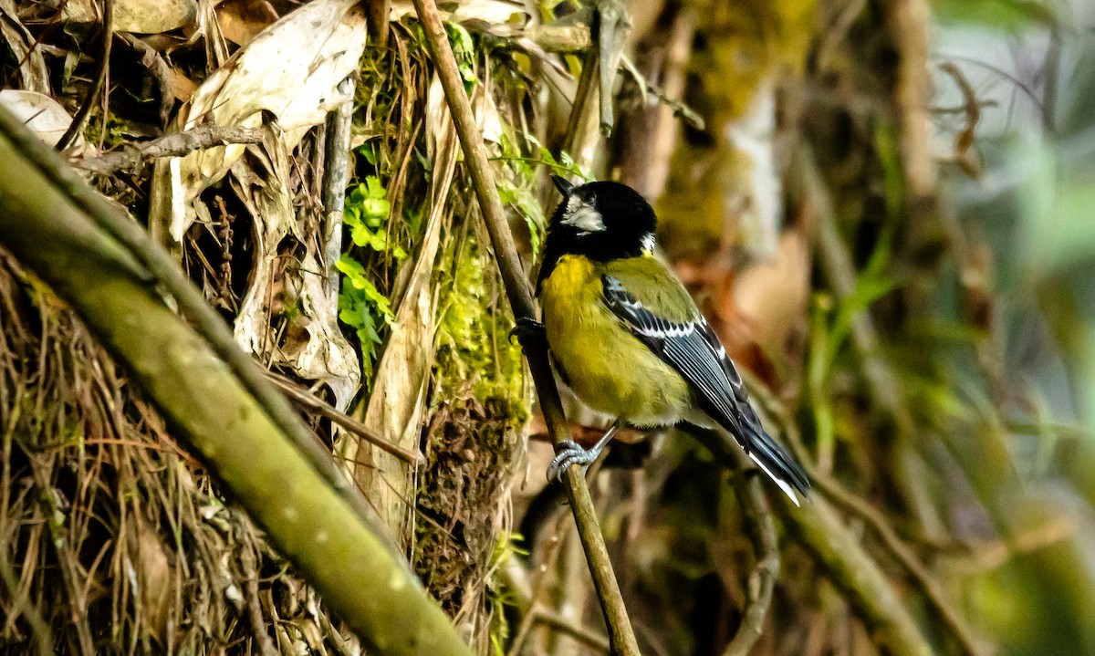 Green-backed Tit - ML619601227