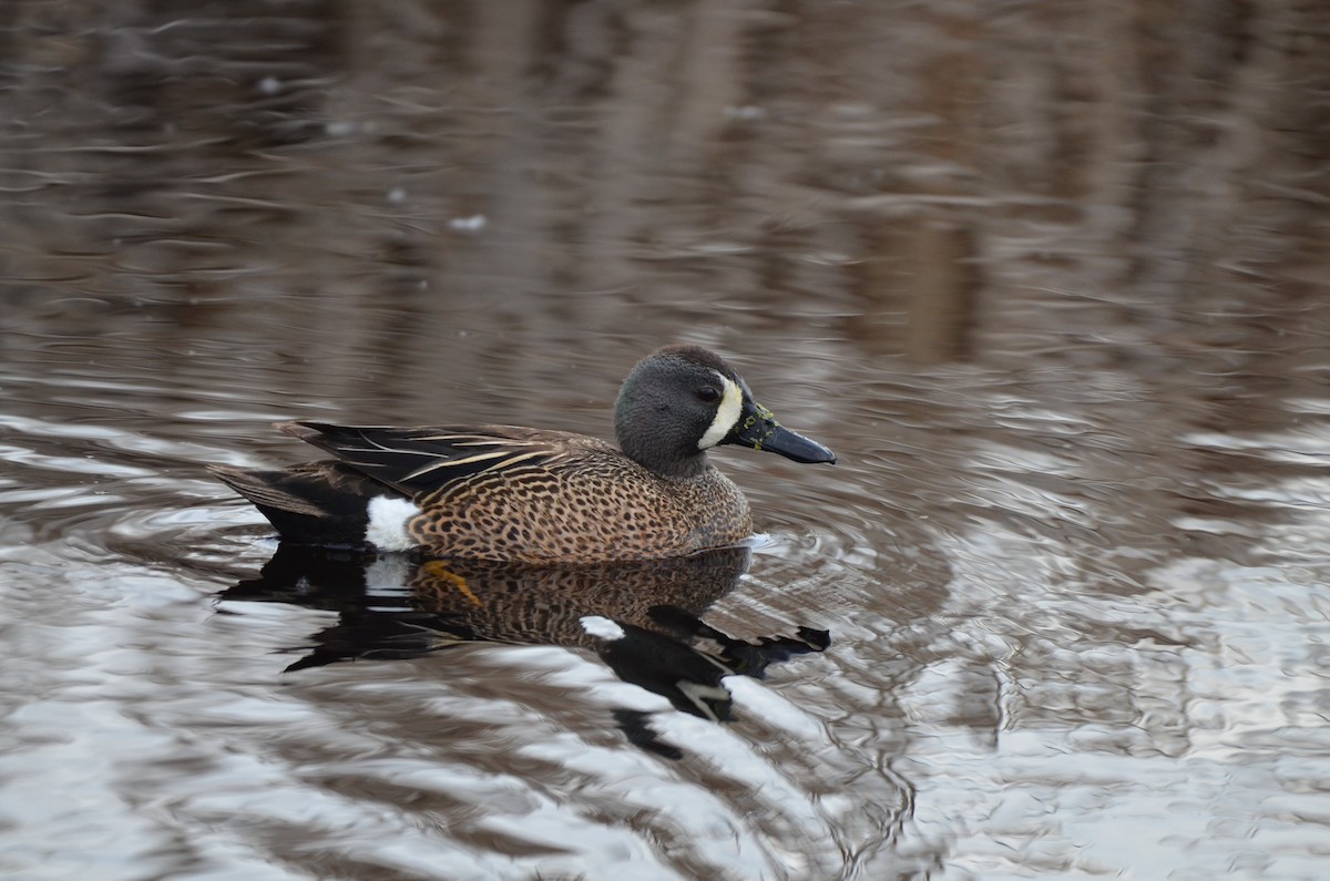 Blue-winged Teal - ML619601270