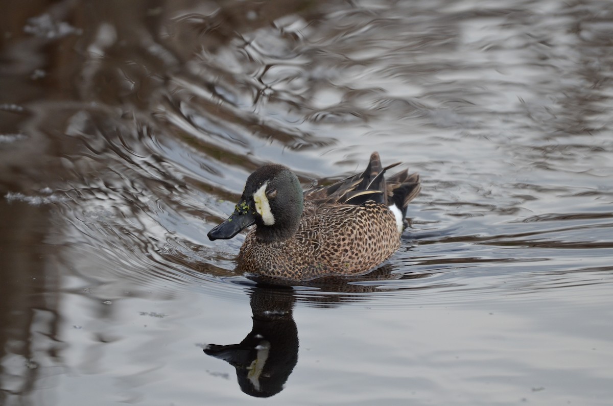 Blue-winged Teal - ML619601271