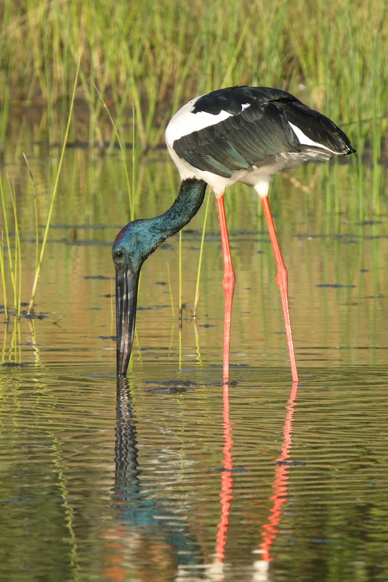 Black-necked Stork - ML619601317