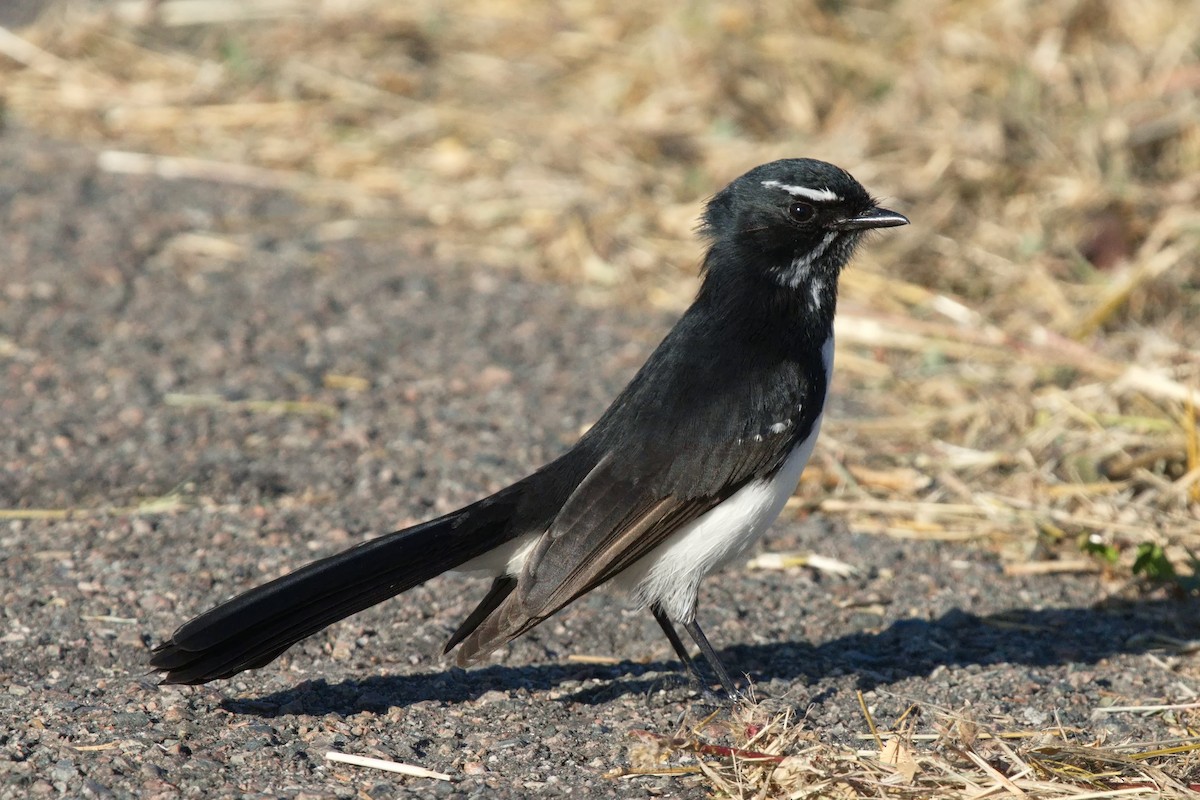 Willie-wagtail - ML619601435